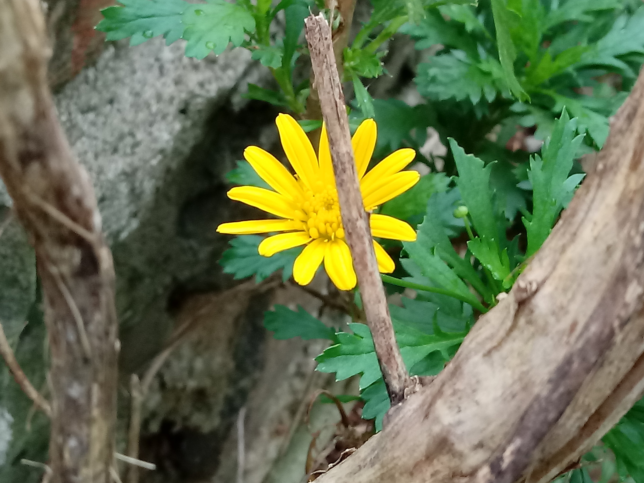 LG K10 (2017) sample photo