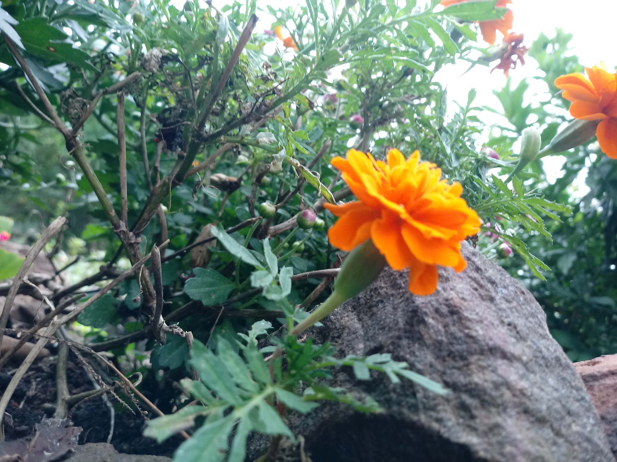 LG K10 (2017) sample photo