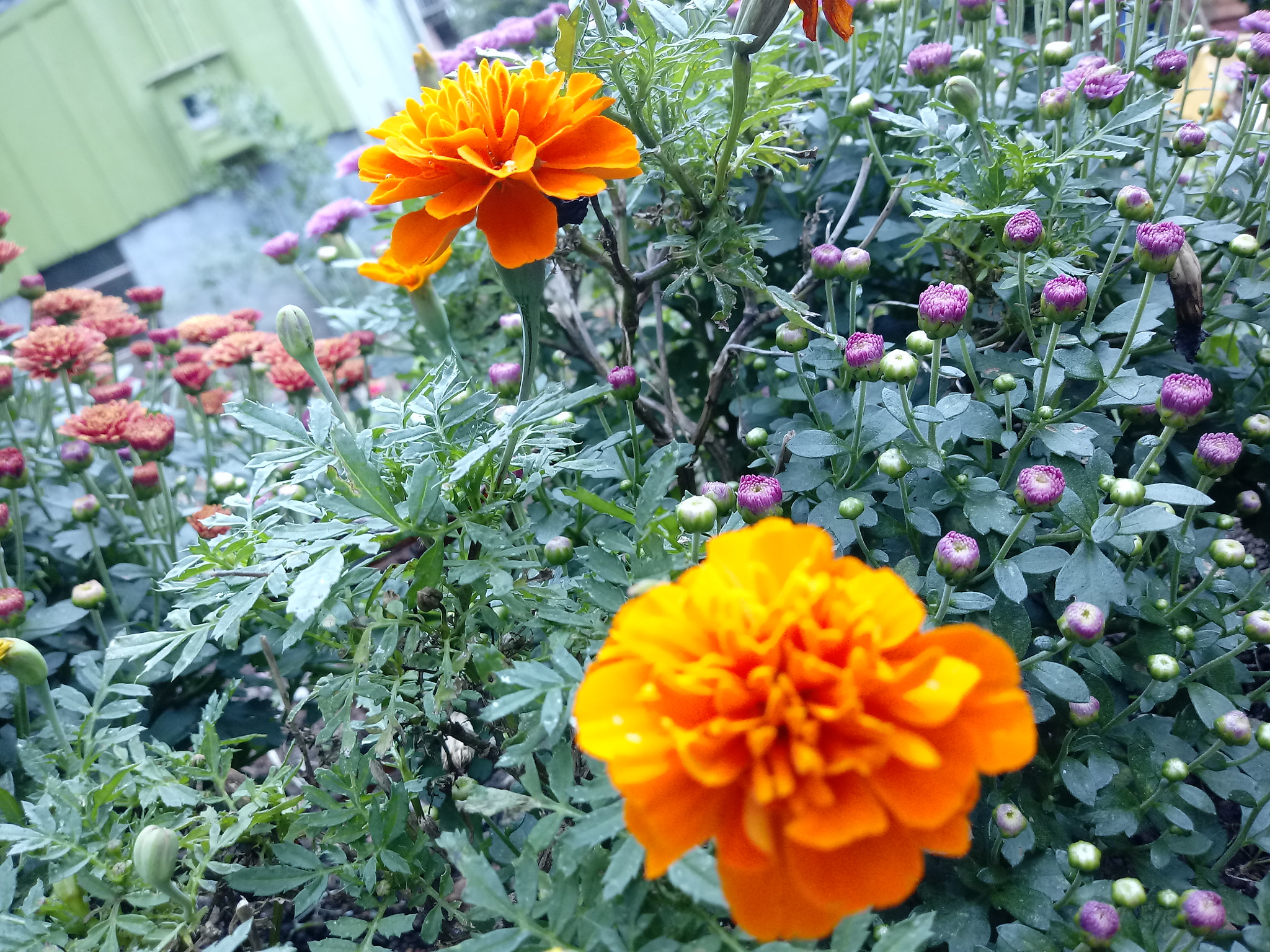LG K10 (2017) sample photo