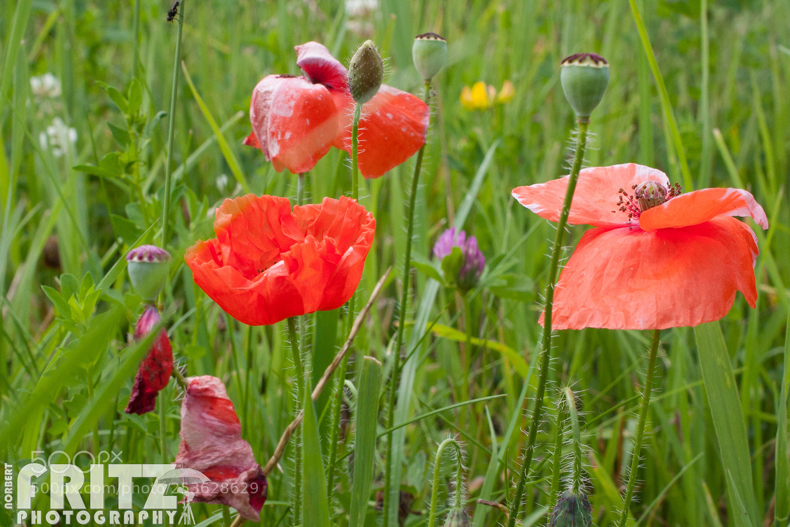 Canon EOS 40D sample photo. Klatschmohn photography