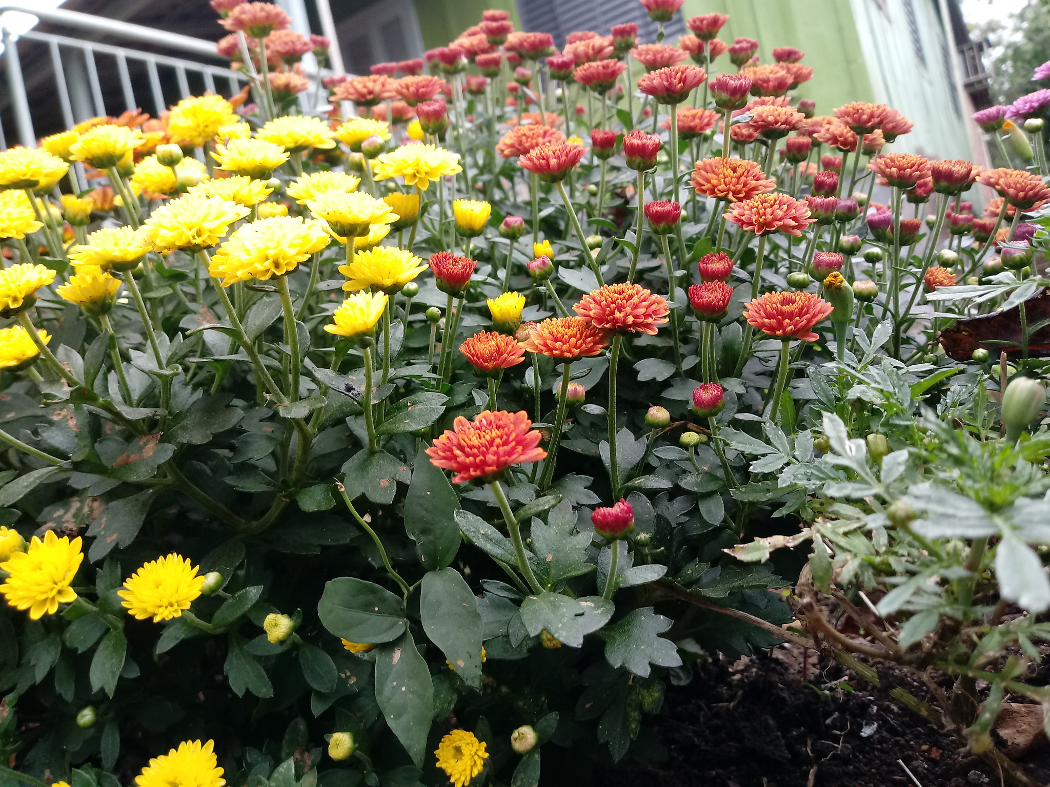 LG K10 (2017) sample photo