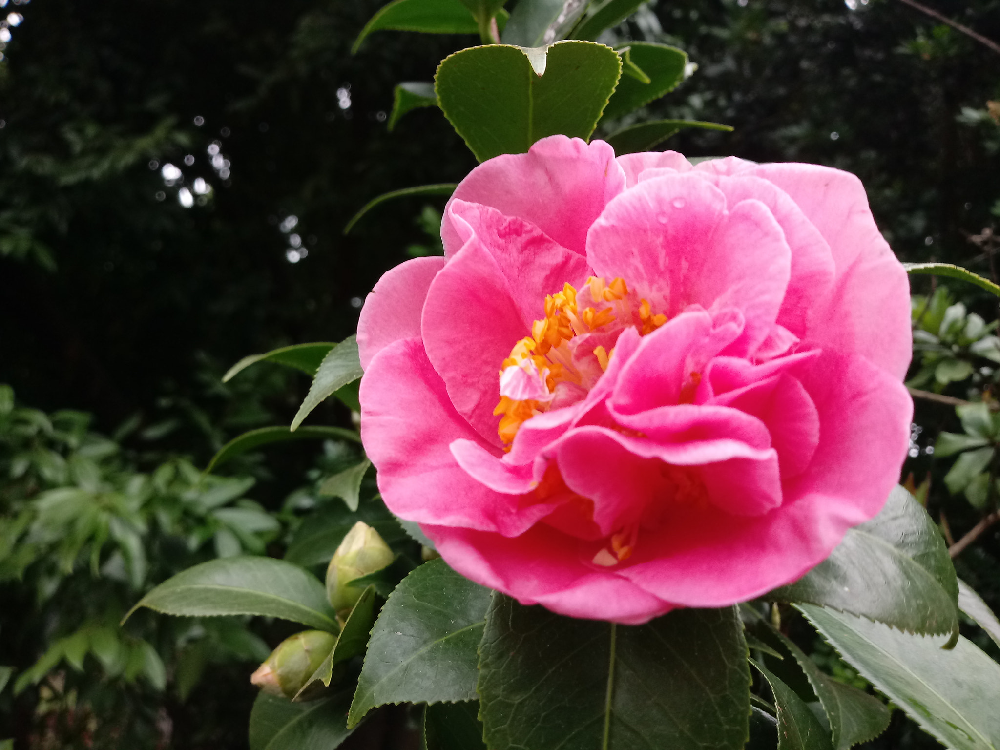 LG K10 (2017) sample photo