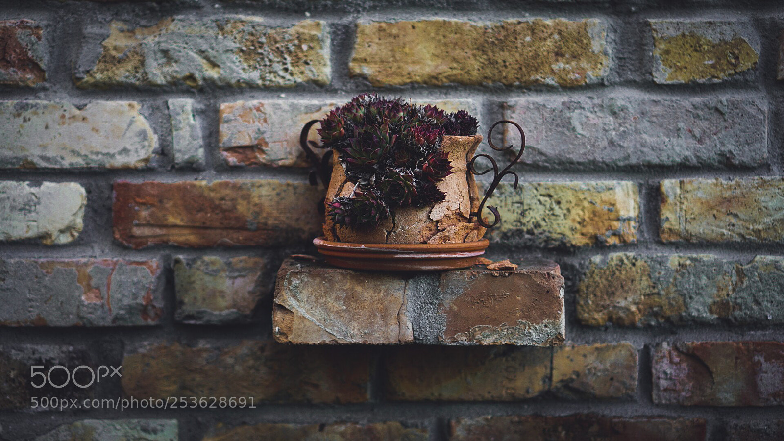 Sony a6000 sample photo. Vintage garden photography