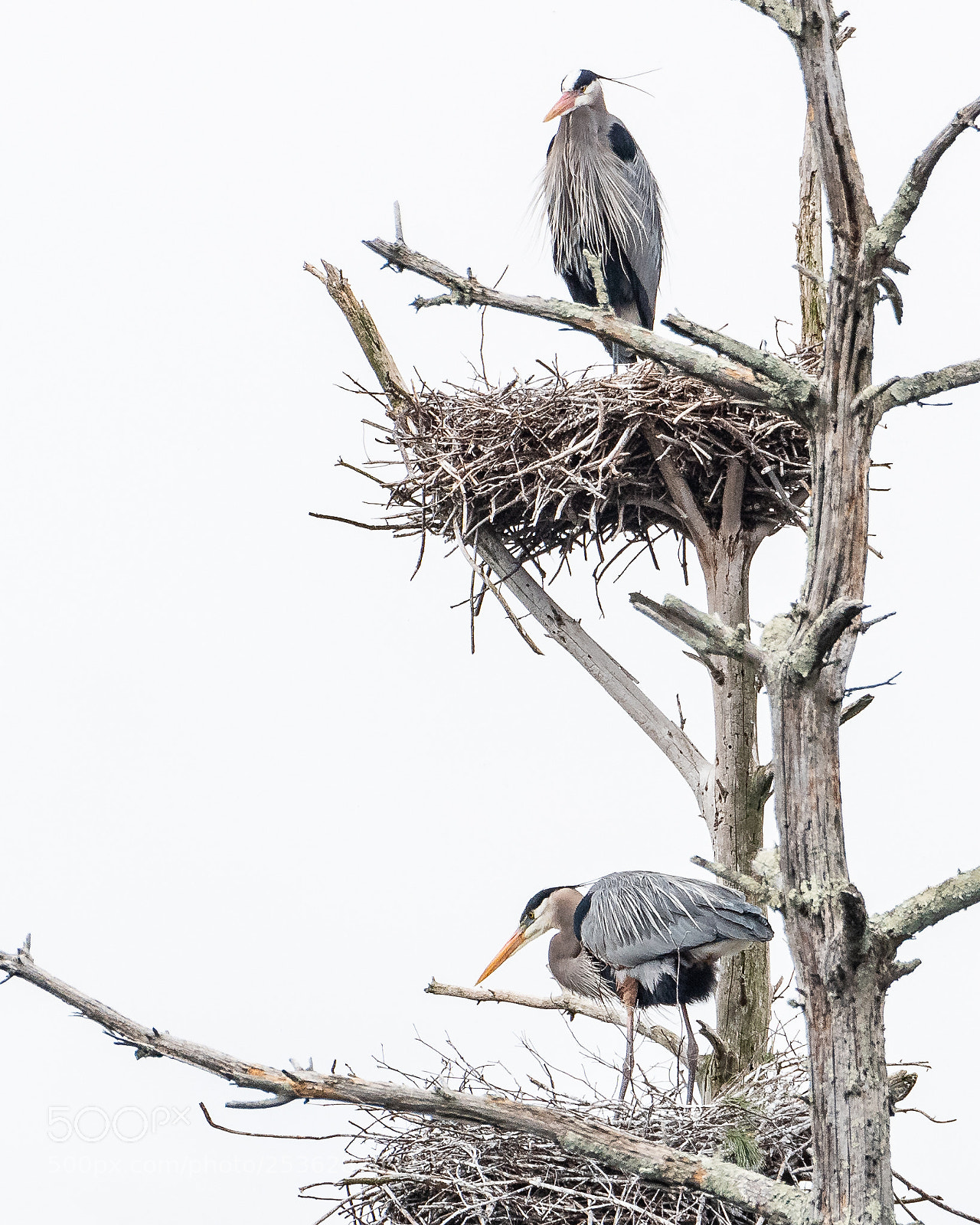 Nikon D810 sample photo. Heron nests photography