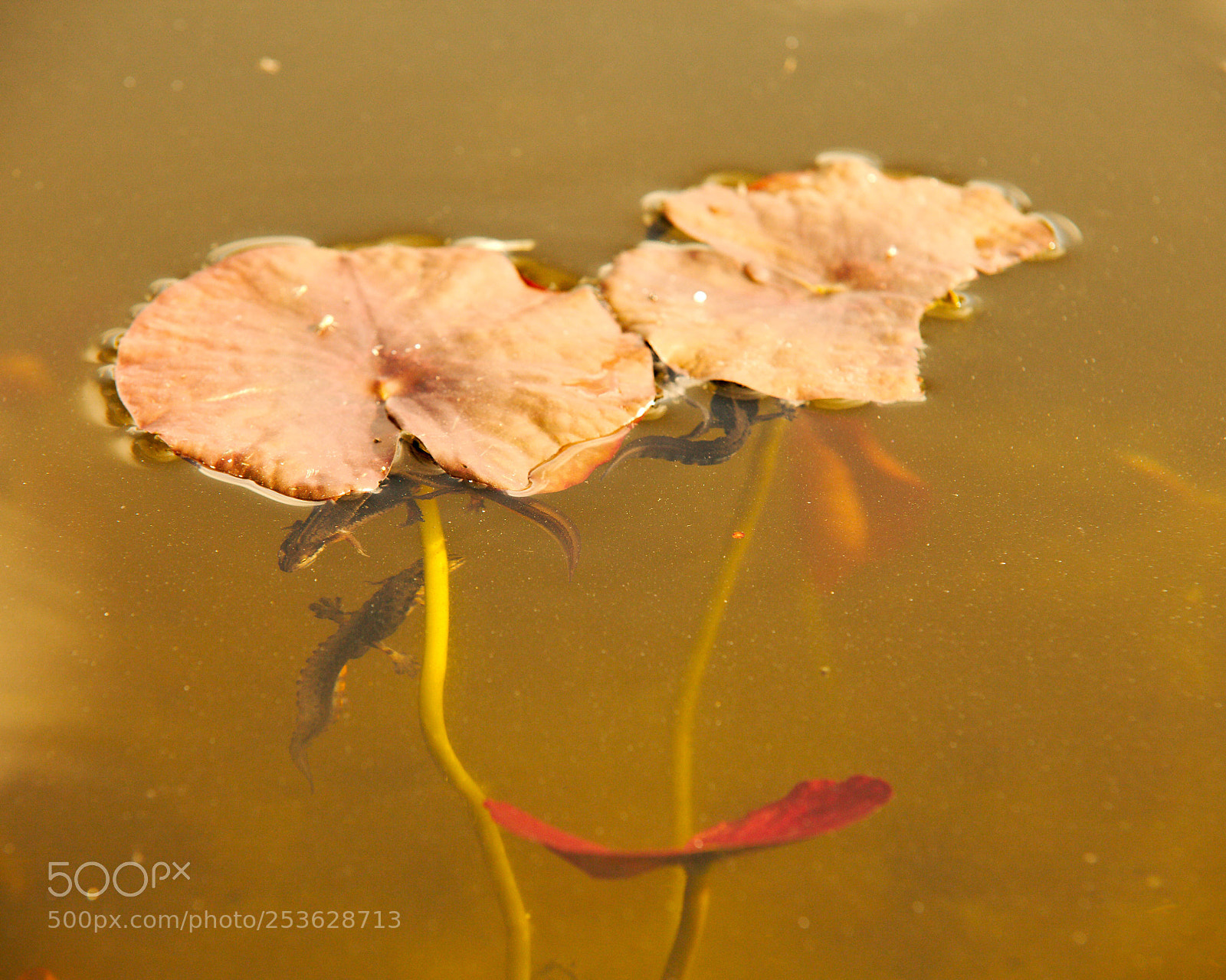 Canon EOS 5D Mark II sample photo. Rites of spring photography