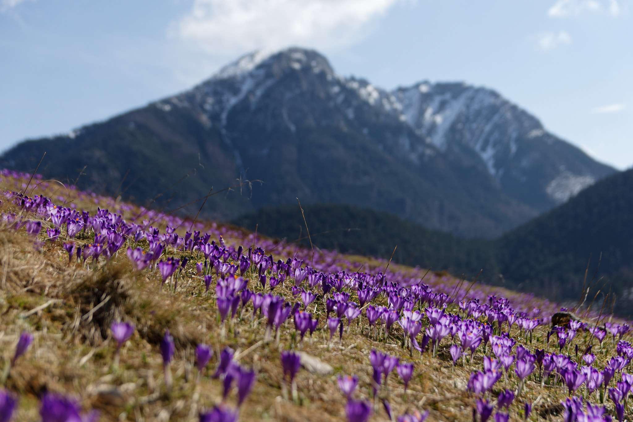 Sigma 17-50mm F2.8 EX DC OS HSM sample photo. Spring in tatra mountains photography