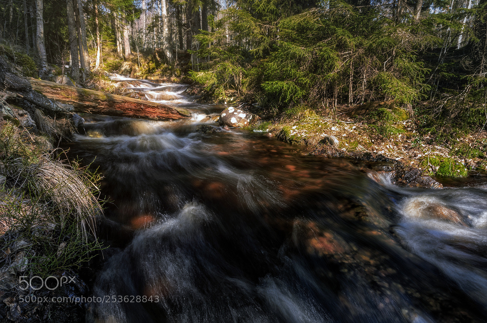 Nikon D7000 sample photo. Flow of spring iv photography