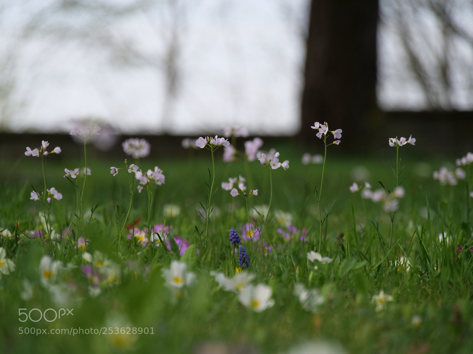 Panasonic Lumix DC-G9 sample photo. So fragile, so small photography
