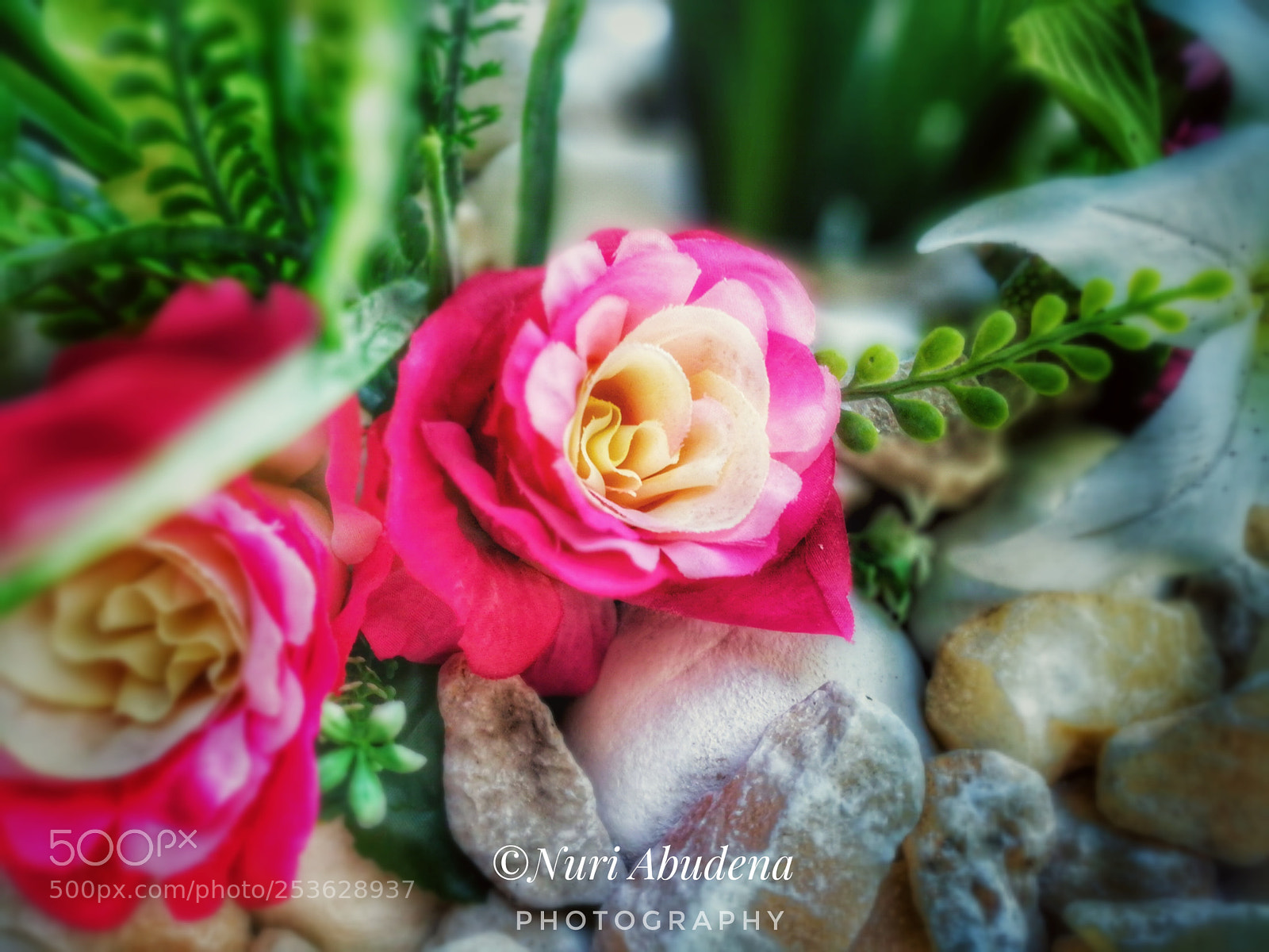 HUAWEI honor 6x sample photo. #roses photography