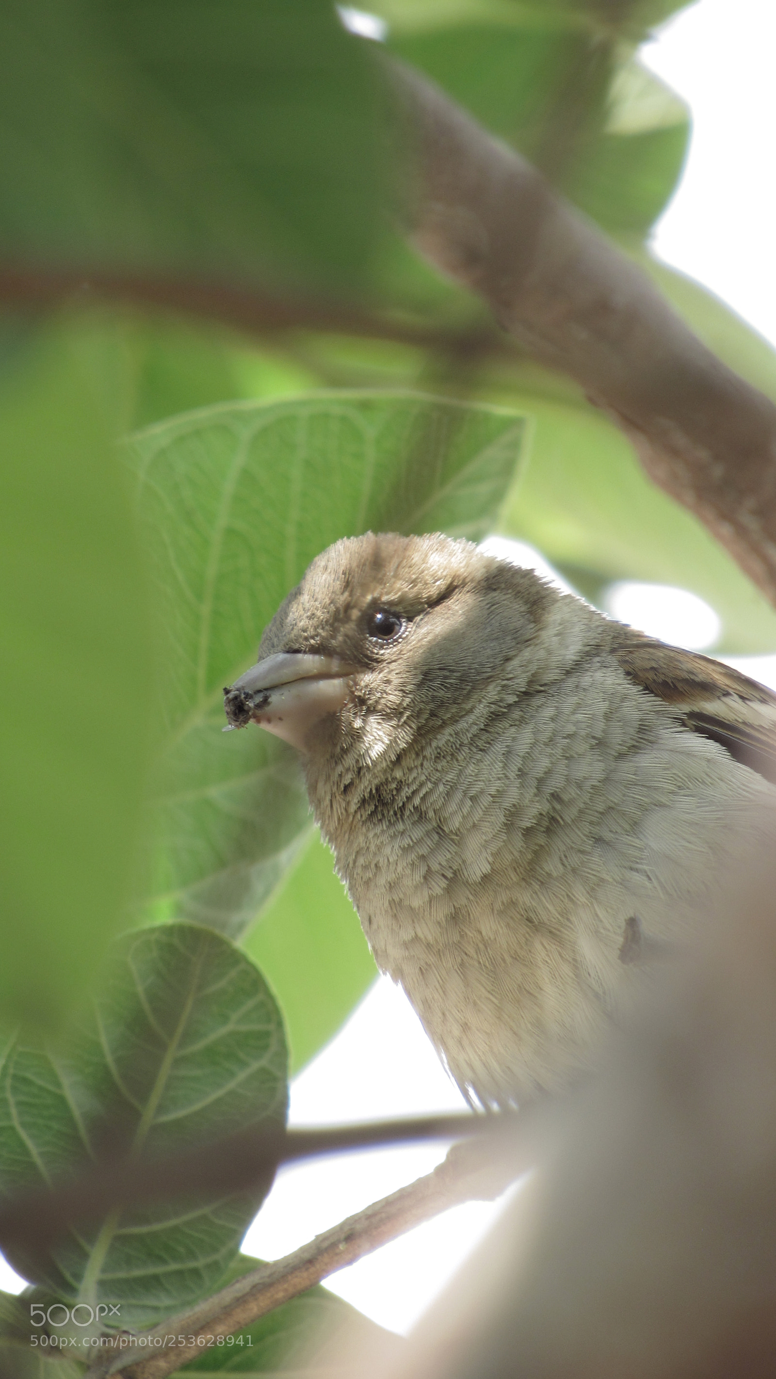 Canon PowerShot SX530 HS sample photo. Img photography