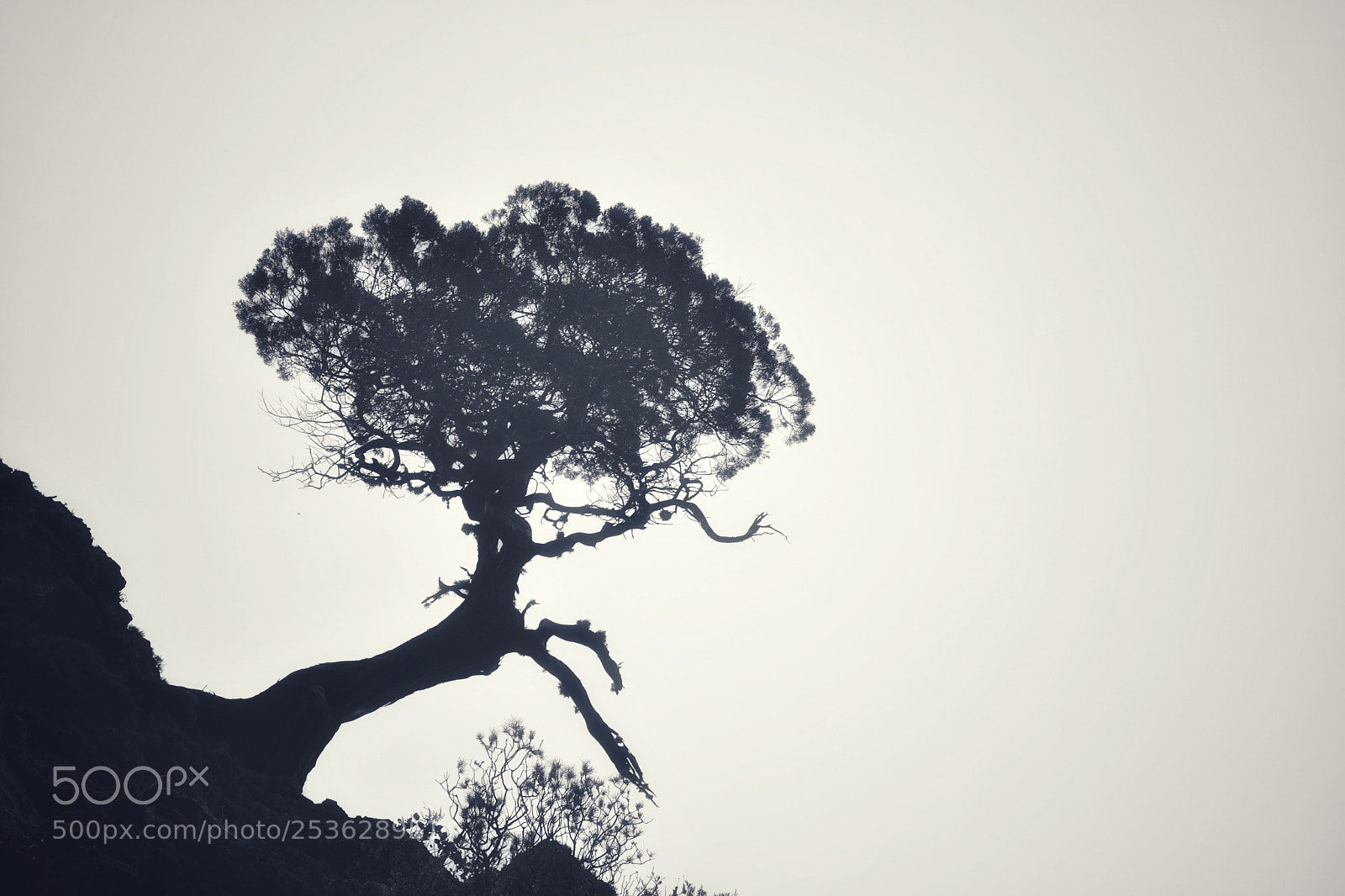 Nikon D500 sample photo. Untitled photography