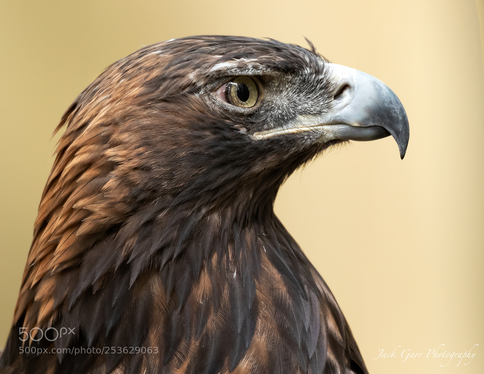 Canon EOS-1D X Mark II sample photo. Golden eagle photography