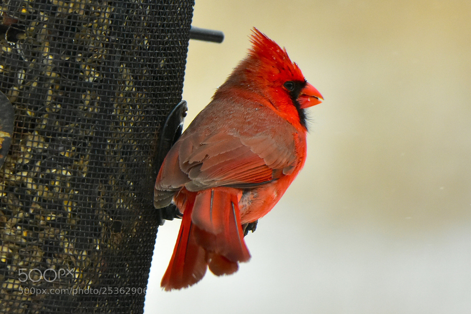 Nikon D7200 sample photo. Cardinal in the wind photography
