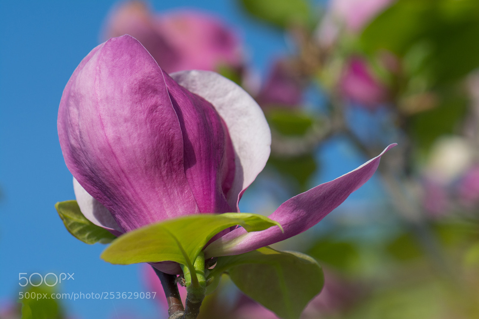 Nikon D7100 sample photo. ****** photography