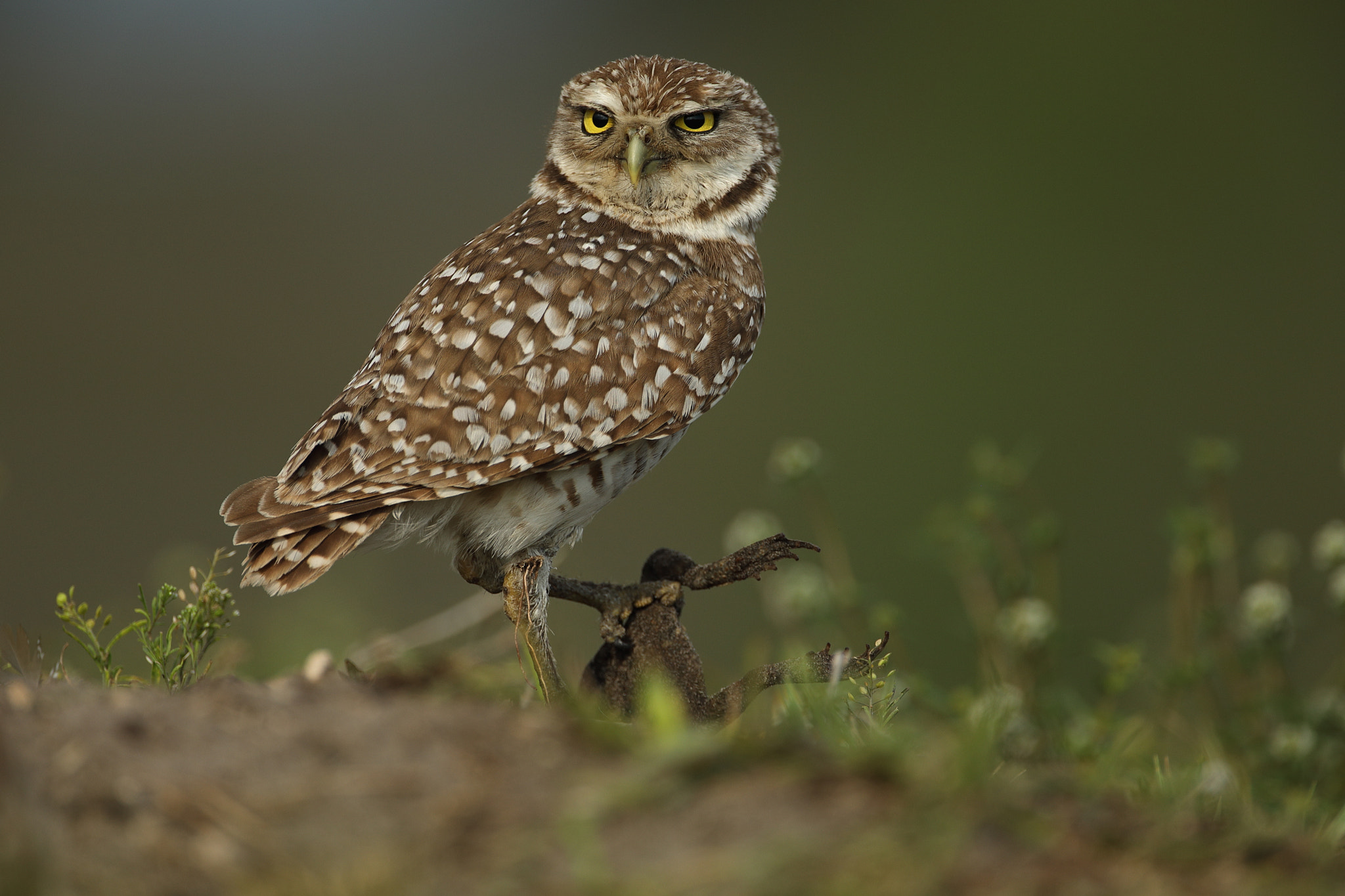 Canon EF 500mm F4L IS USM sample photo. Burrowing owl -athene cunicularia photography