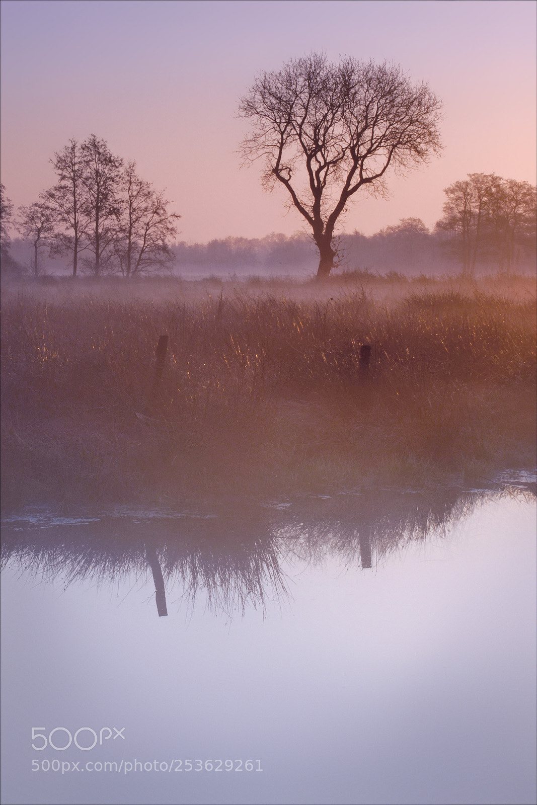 Nikon D80 sample photo. Cold foggy morning vi photography