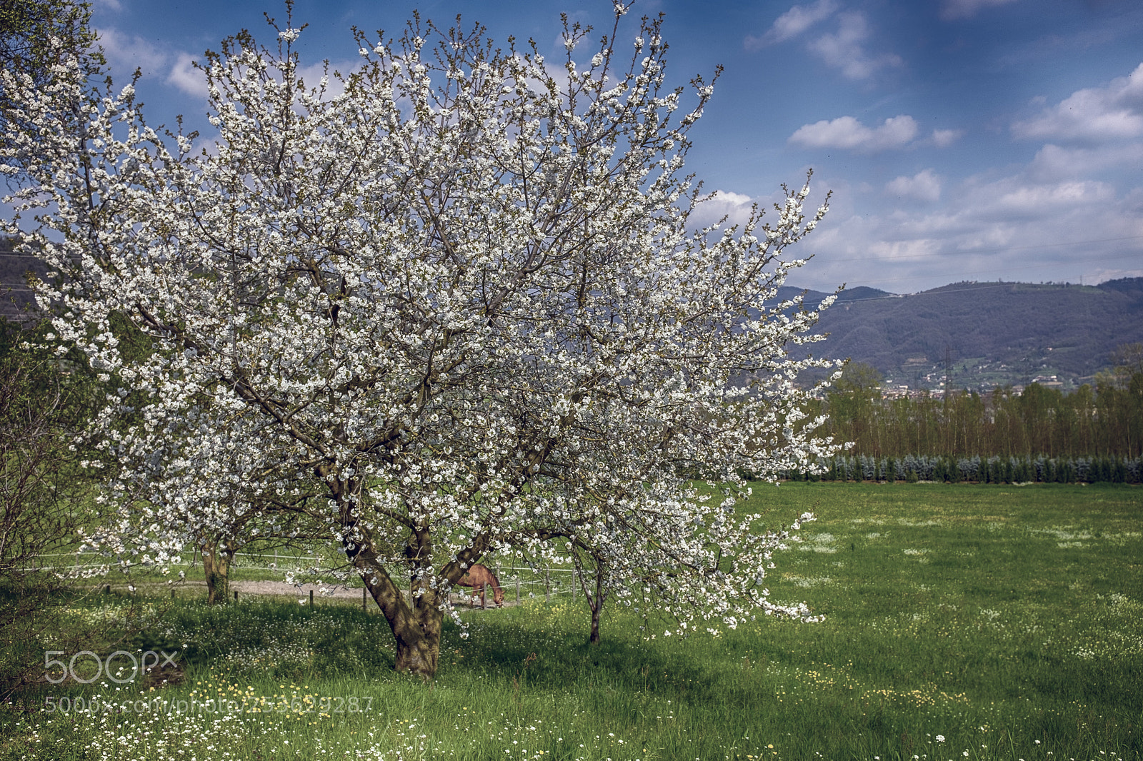 Fujifilm X100T sample photo. Spring explosion photography