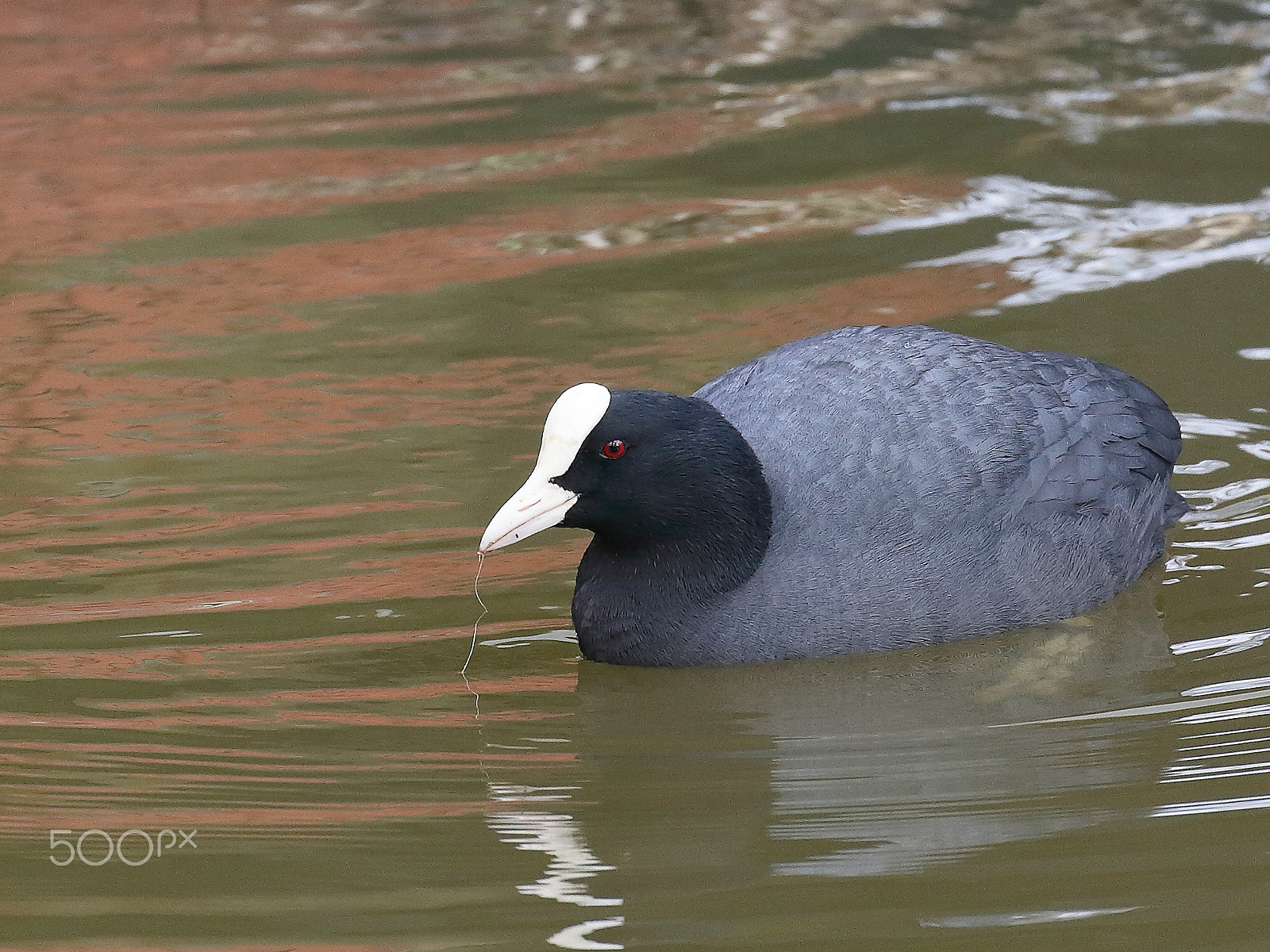 Canon EOS 5D Mark II + Canon EF 70-300mm F4-5.6L IS USM sample photo. Coot building a nest photography