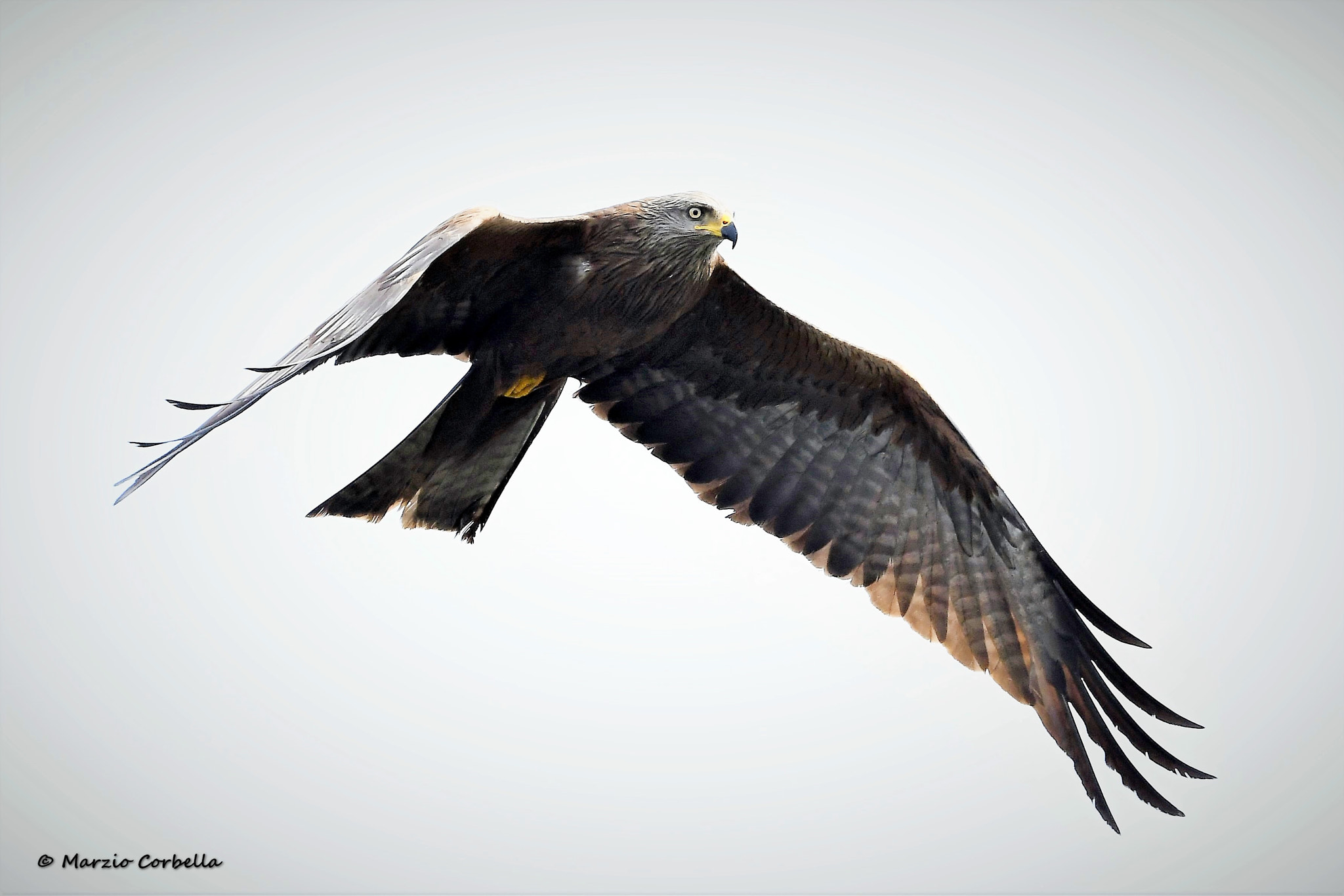 Nikon D500 + Nikon AF-S Nikkor 500mm F4E FL ED VR sample photo. Brown kite photography