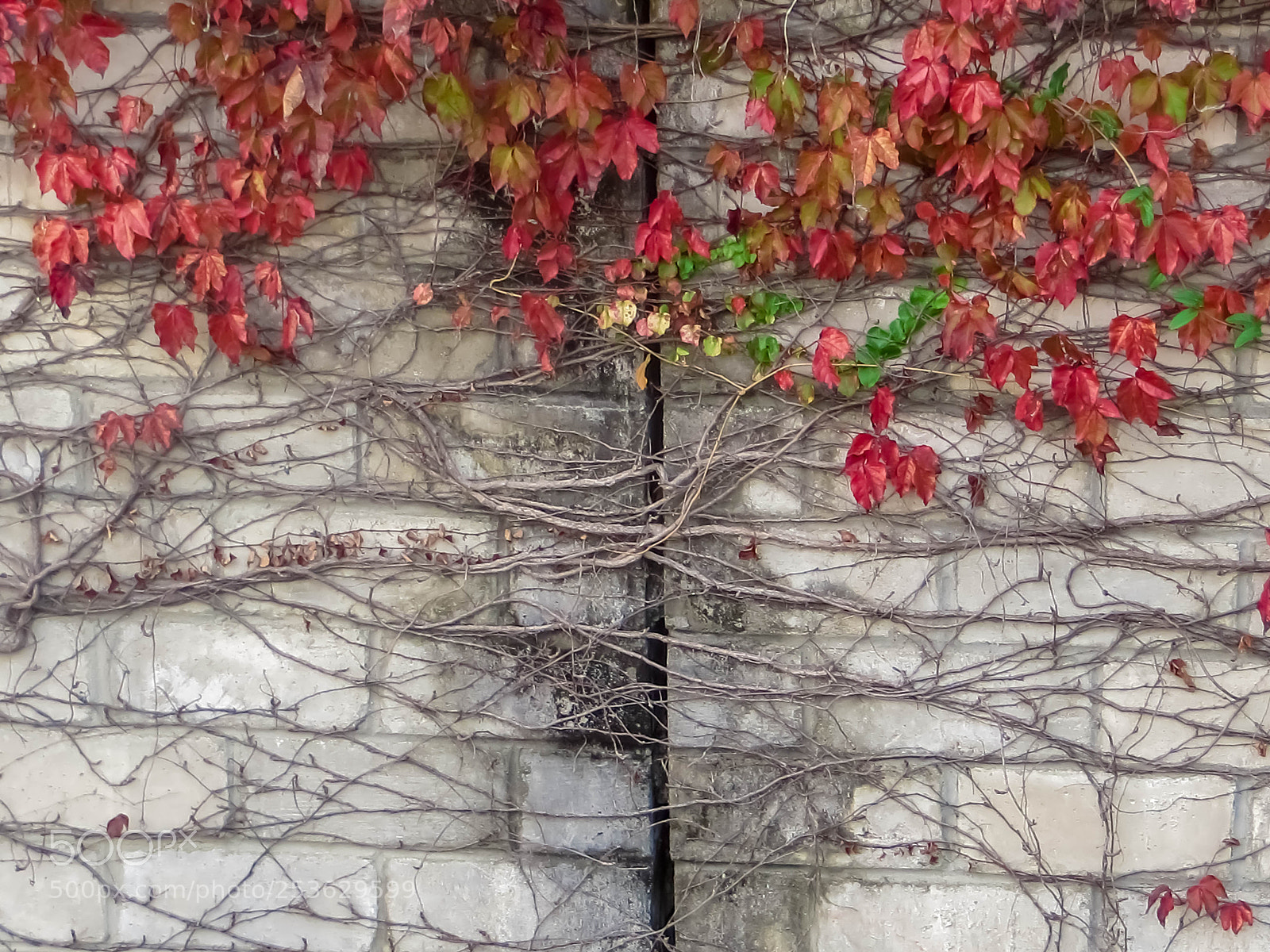 Canon PowerShot SX240 HS sample photo. 缠绕 photography