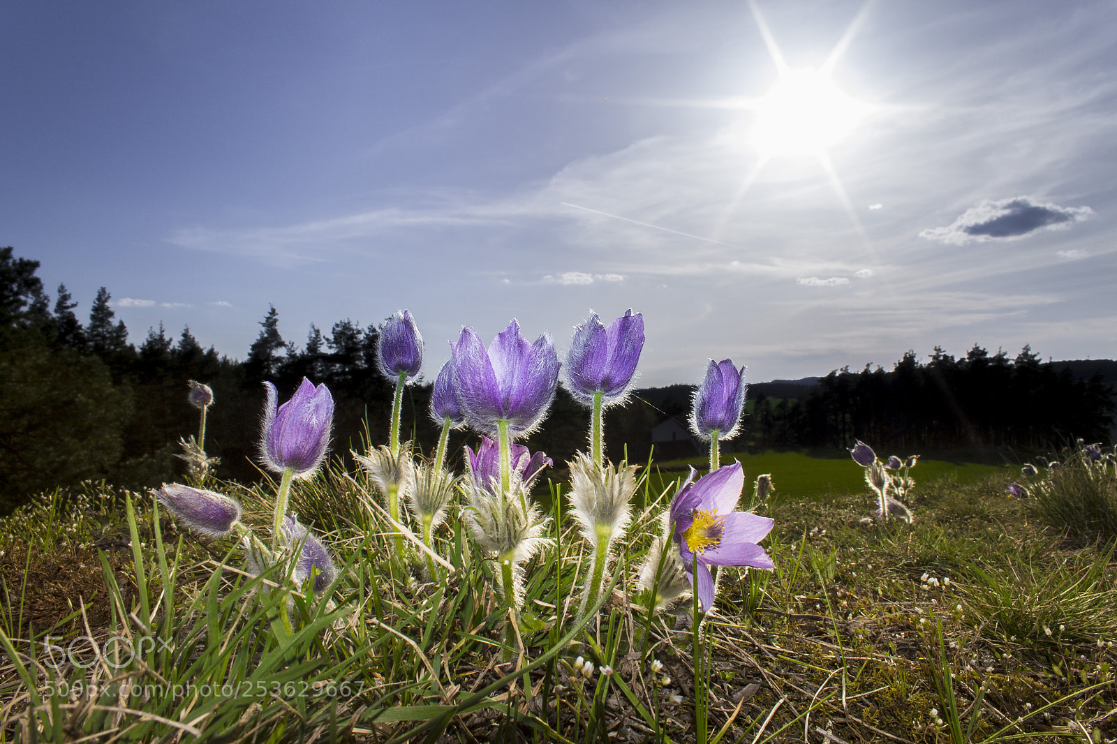 Canon EOS 1100D (EOS Rebel T3 / EOS Kiss X50) sample photo. Prairie crocus photography