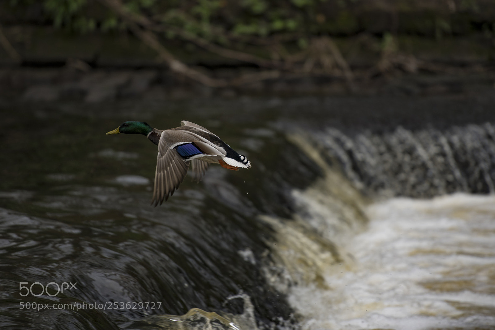 Nikon D850 sample photo. Mallard duck, pollok park photography