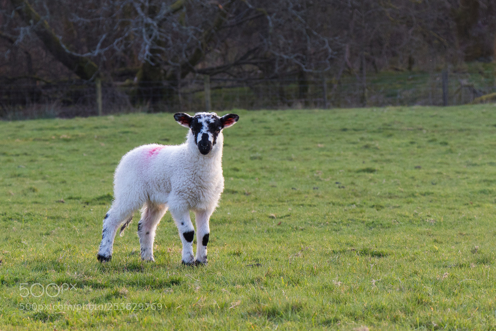 Canon EOS 80D sample photo. Lake district lamb photography