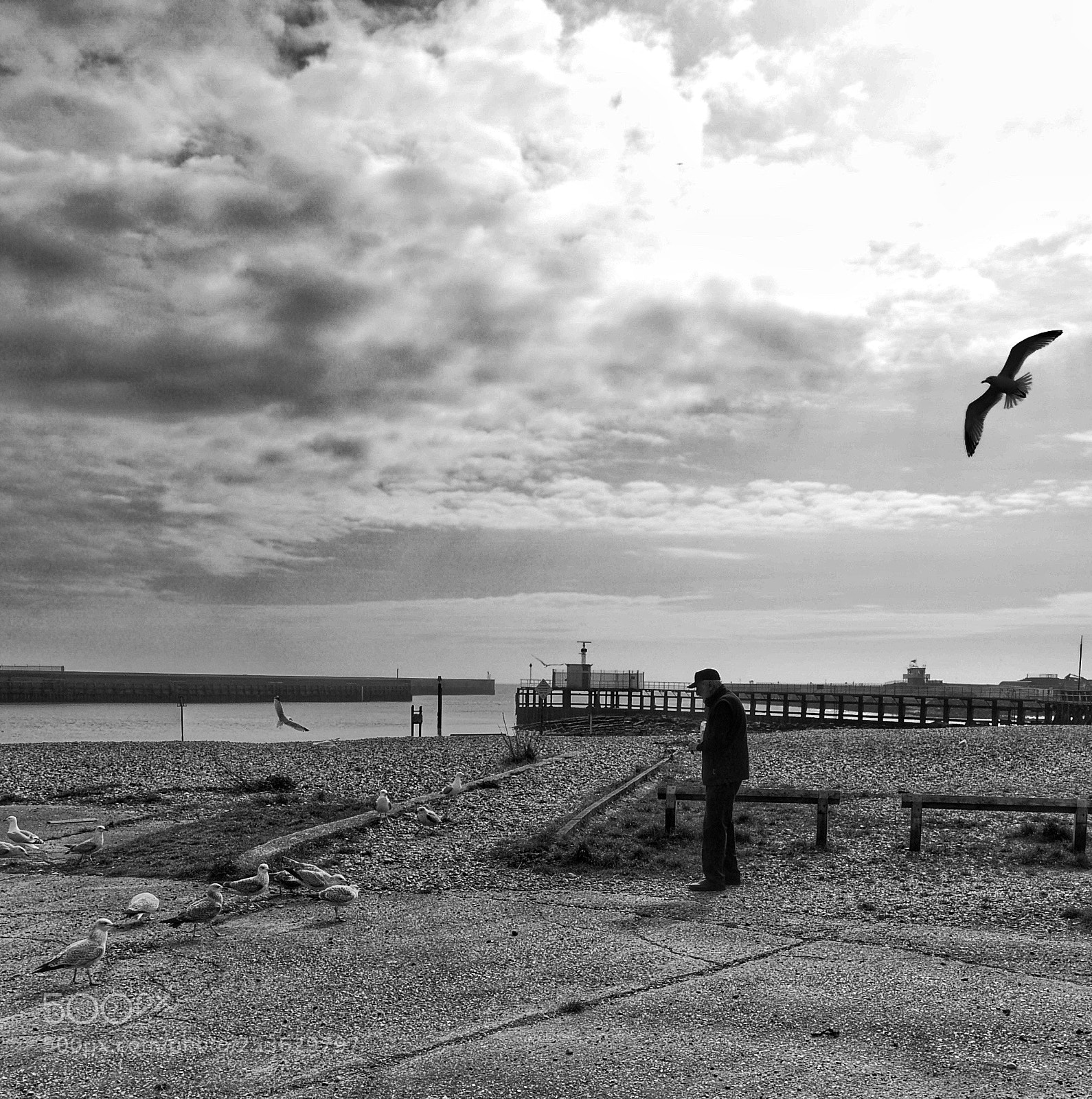 Panasonic Lumix DMC-LX100 sample photo. The gulls' best friend photography