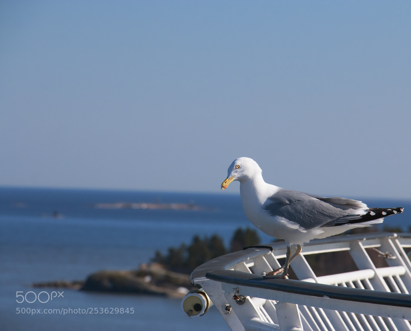 Canon EOS 70D sample photo. Seagull photography