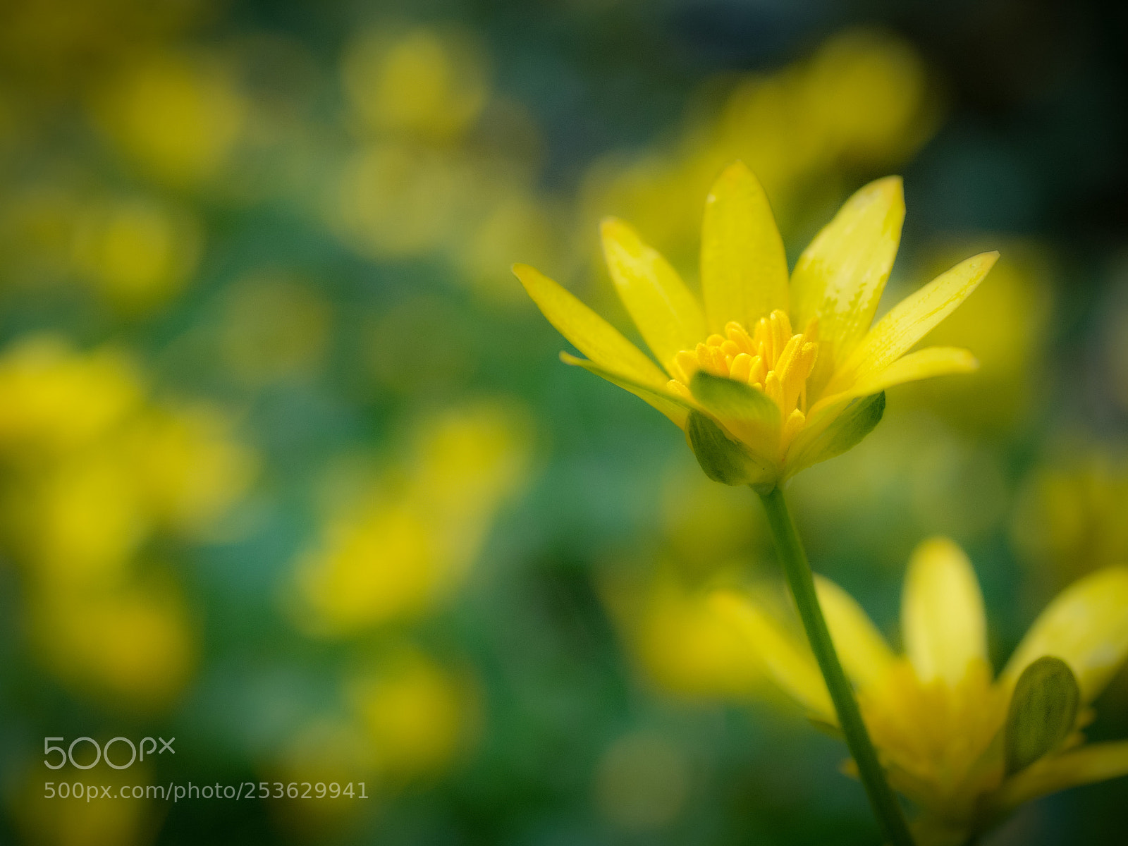 Olympus OM-D E-M1 sample photo. Lesser celandine photography