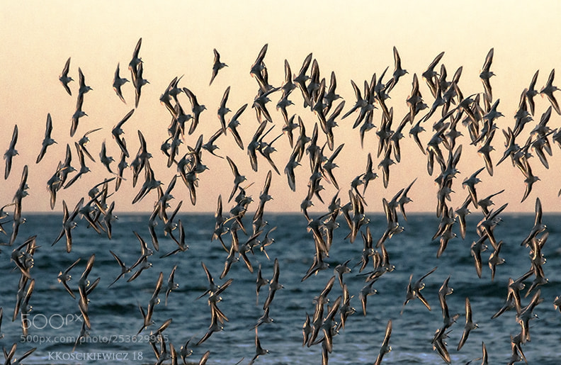Nikon D300S sample photo. Invasion 2 photography