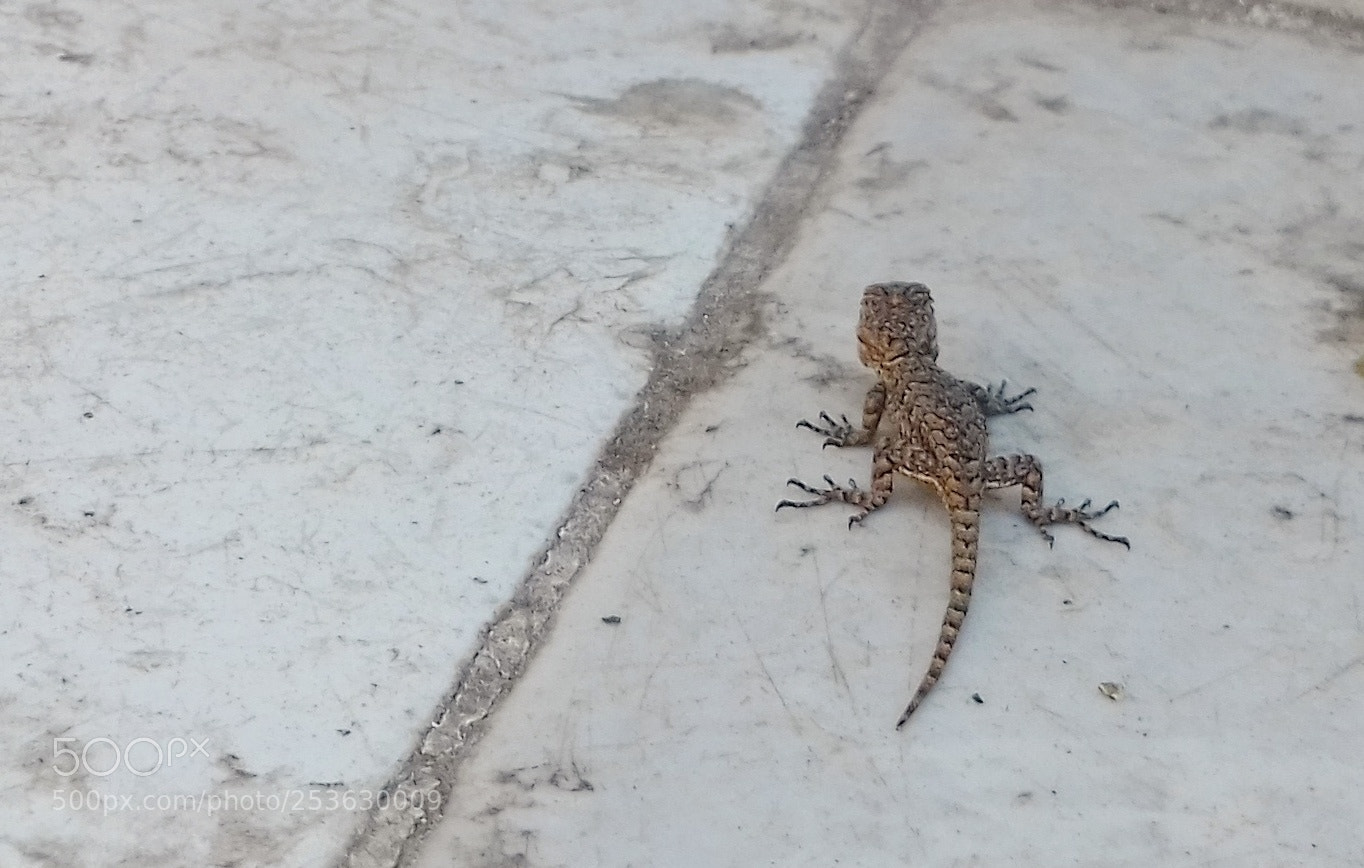 Samsung Galaxy Grand Prime sample photo. Pretty little lizard photography