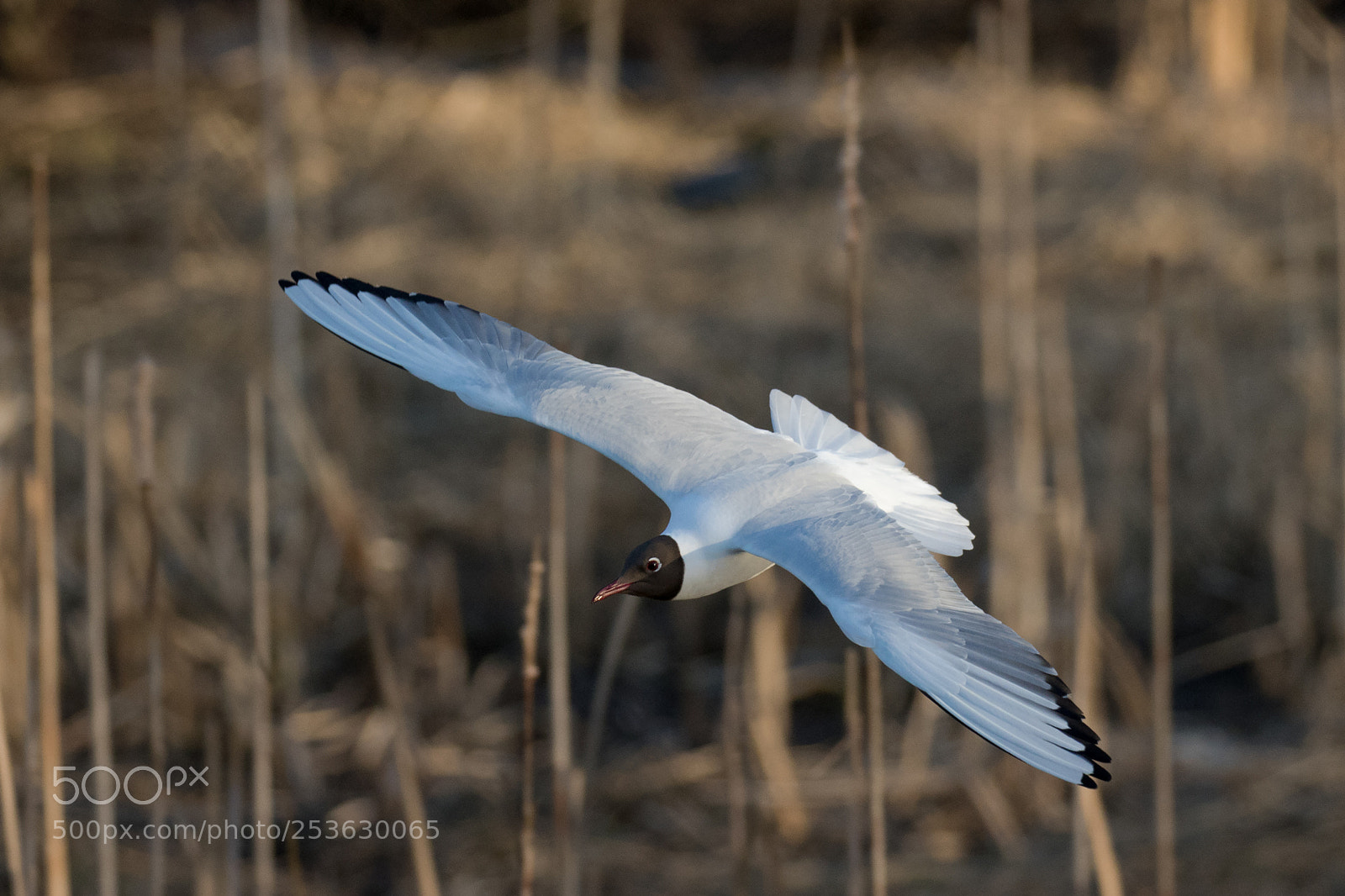 Canon EOS 80D sample photo. Black-headed gull photography