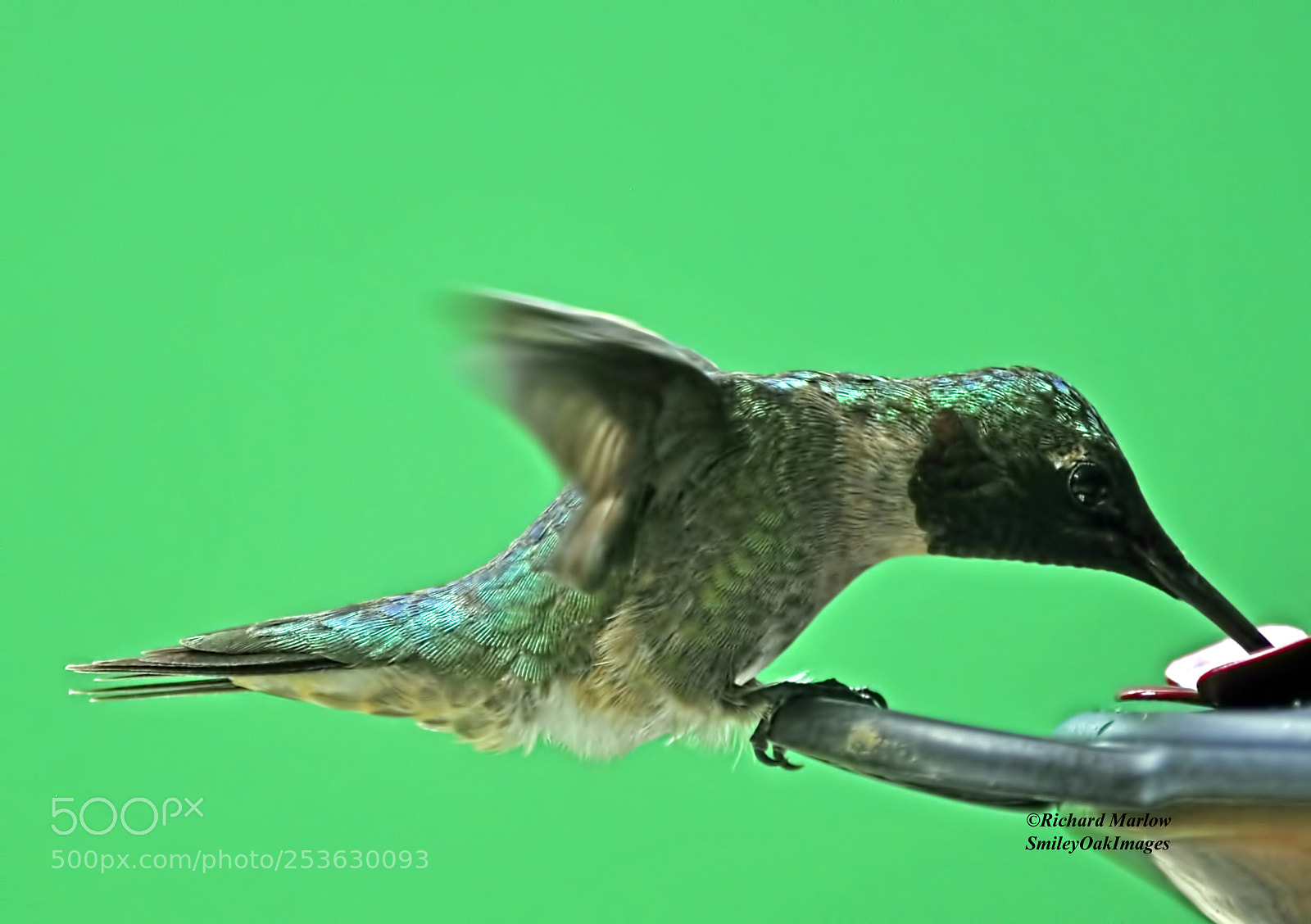 Nikon D5000 sample photo. Hummingbird photography