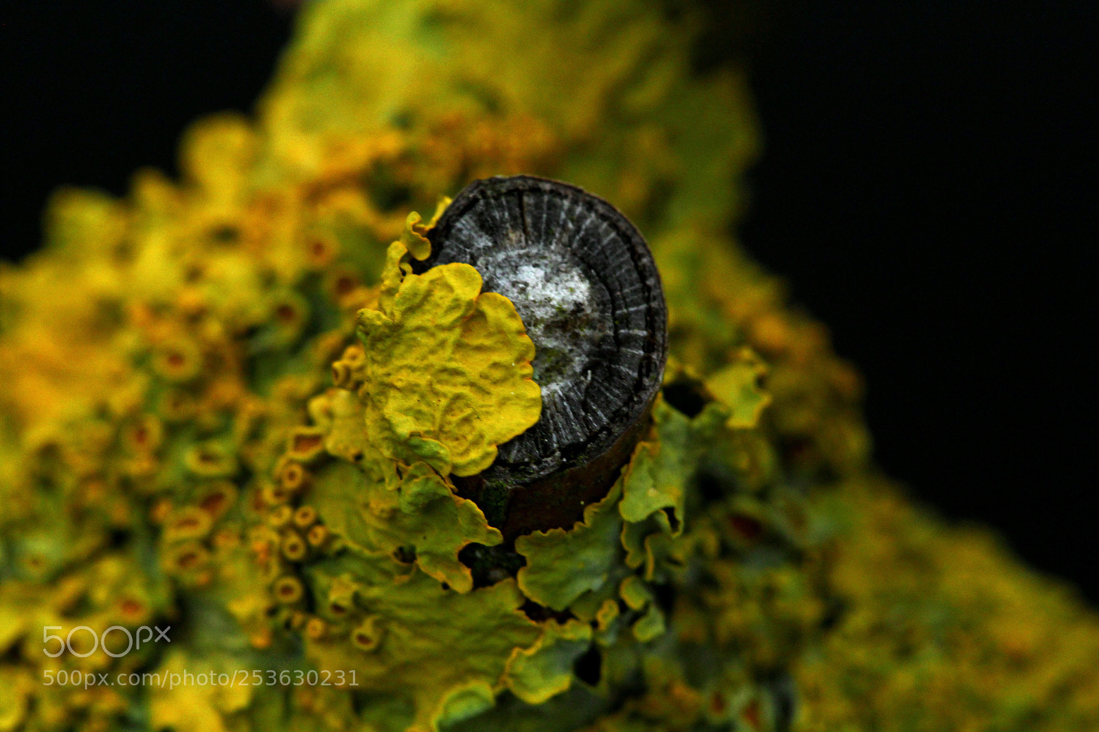 Canon EOS 60D sample photo. Lichens  photography
