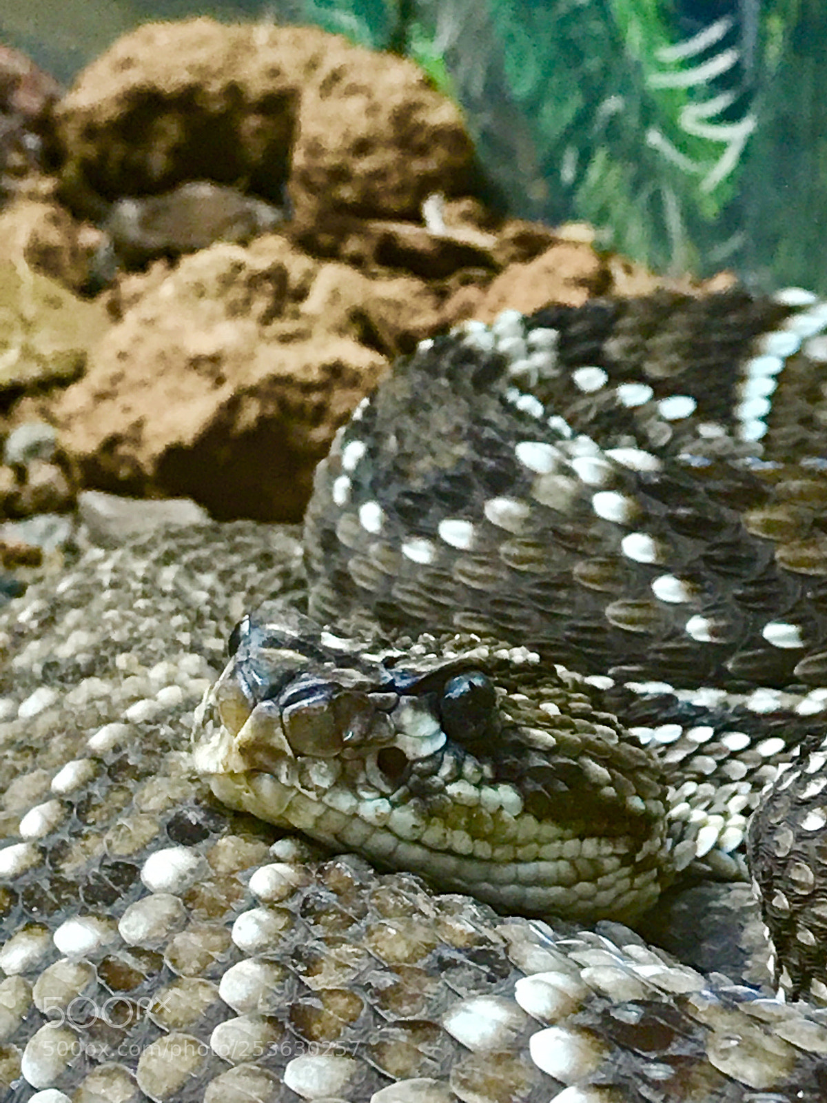 Apple iPhone 7 Plus sample photo. Snake  photography