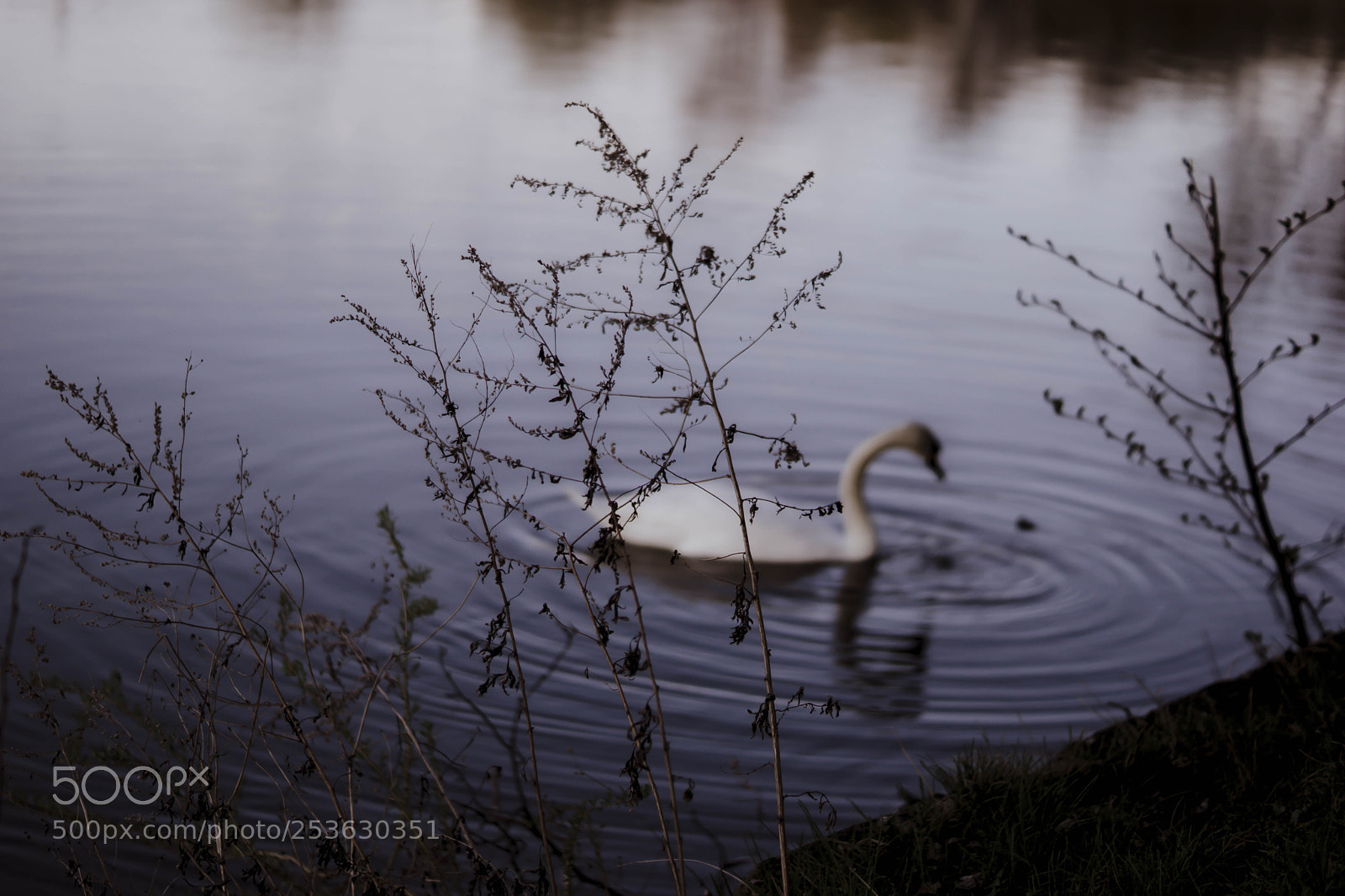 Sony SLT-A65 (SLT-A65V) sample photo. Swan photography