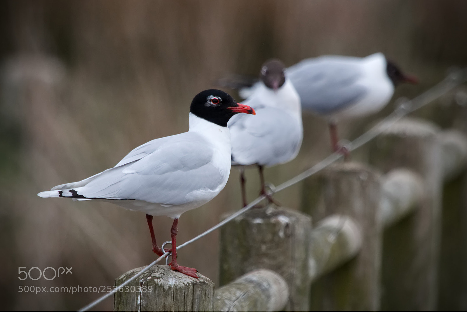 Canon EOS 70D sample photo. Mediterranean gull photography