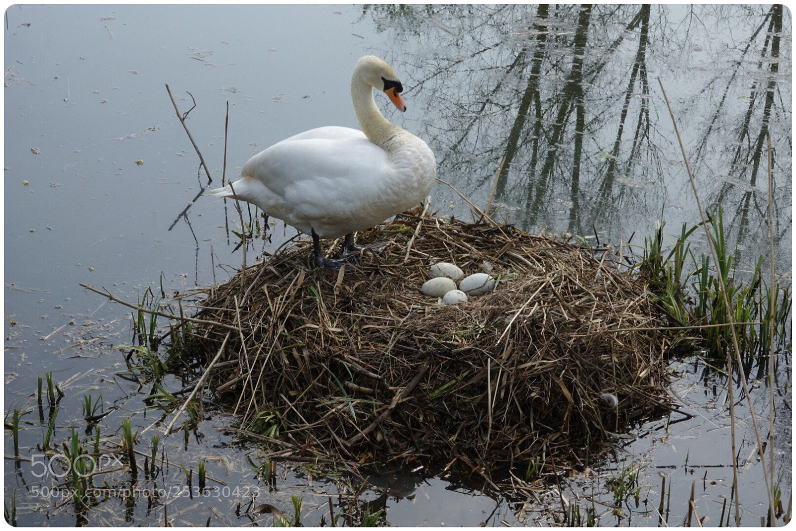 Sony Cyber-shot DSC-RX10 III sample photo. Swans nest  photography