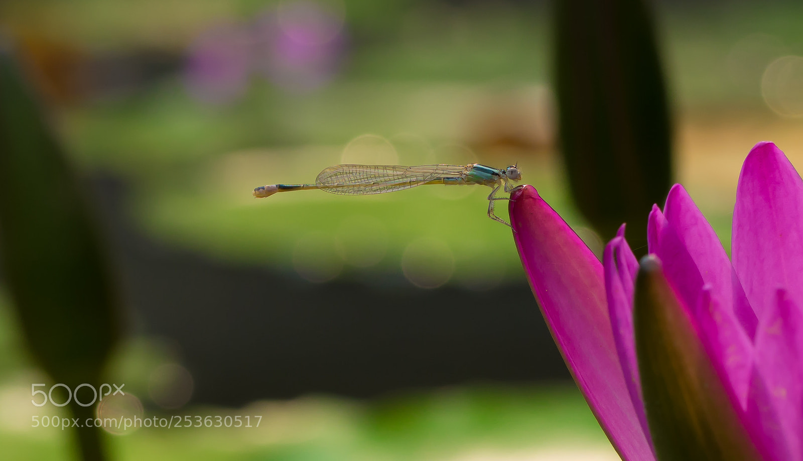 Nikon D7100 sample photo. Untitled photography