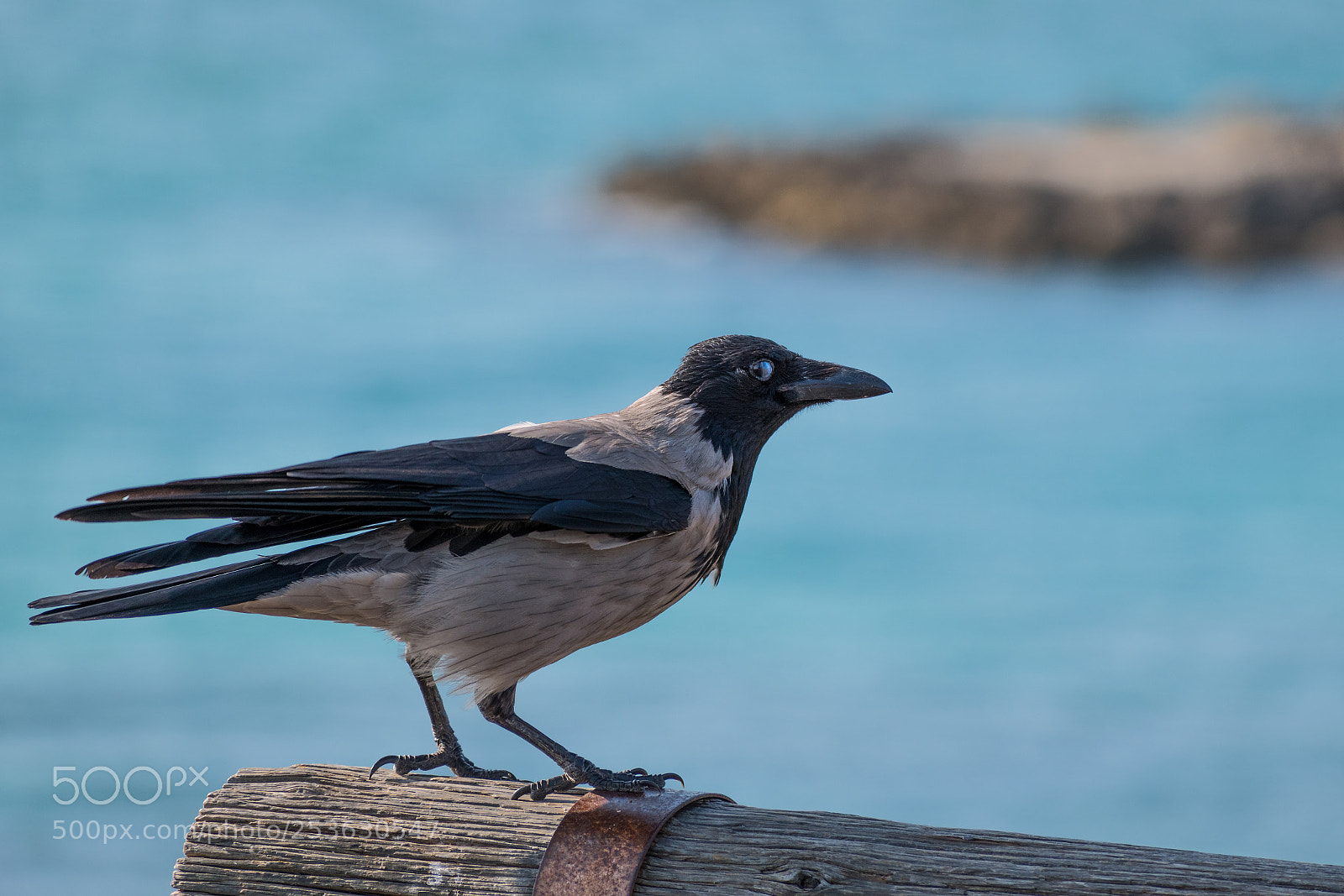 Nikon D5600 sample photo. Blue black eyes photography