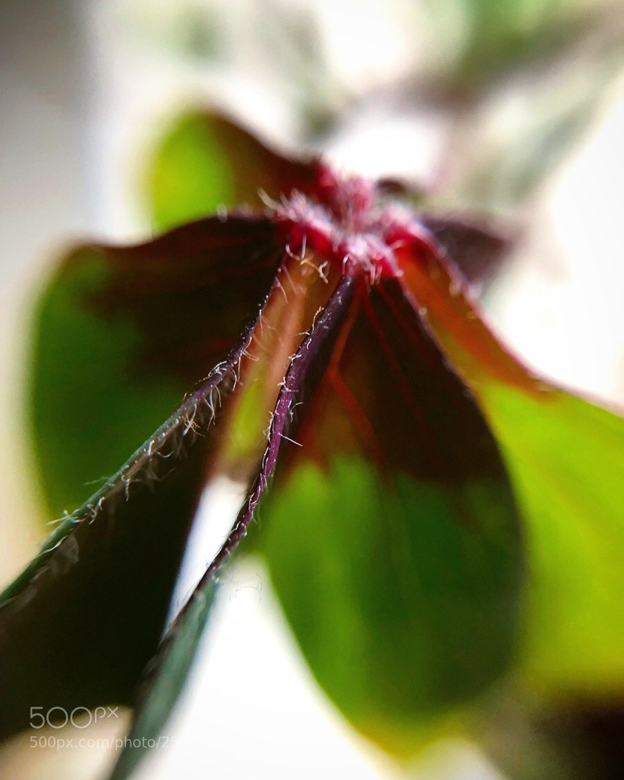 Apple iPhone 8 sample photo. Lucky onion photography