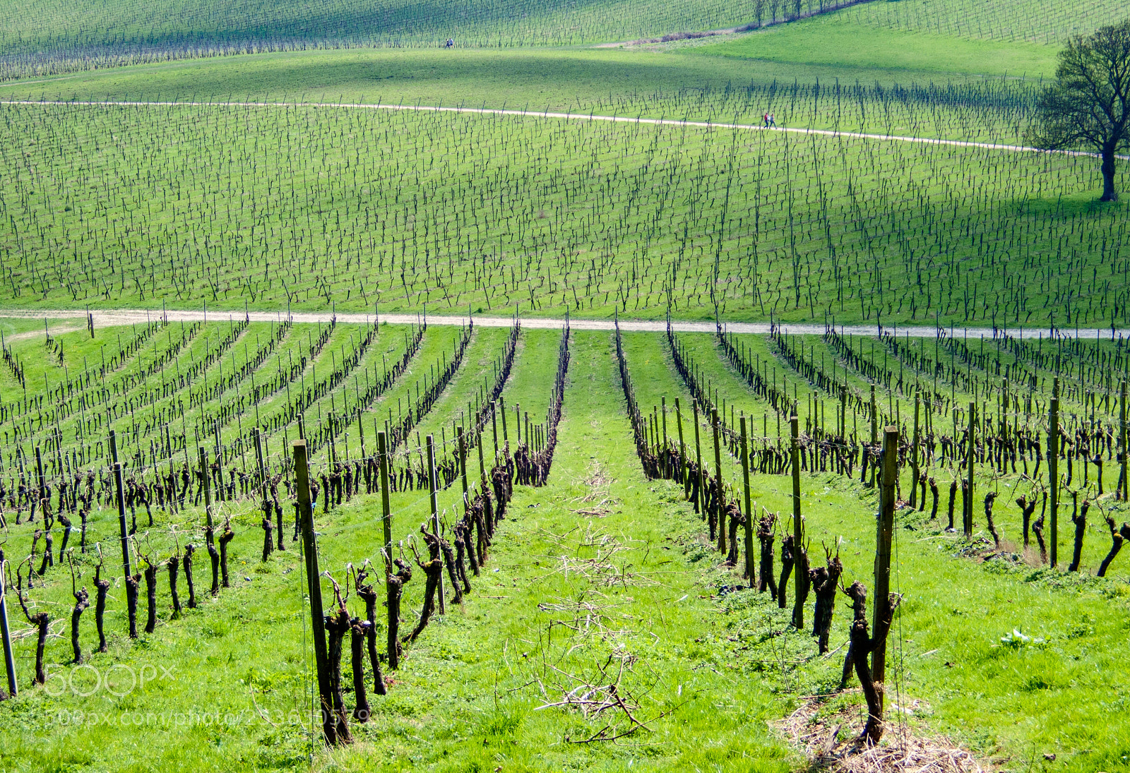 Olympus TG-5 sample photo. Surrey hill vineyard photography