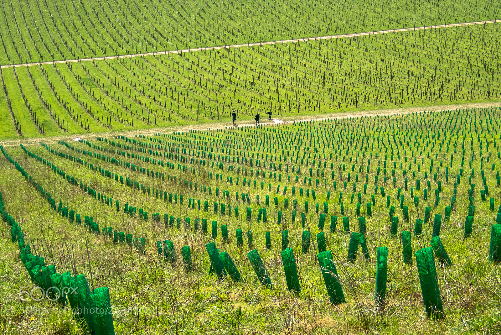 Olympus TG-5 sample photo. Surrey hill vineyard photography