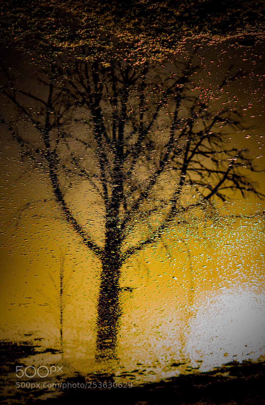 Sony SLT-A77 sample photo. Tree  photography
