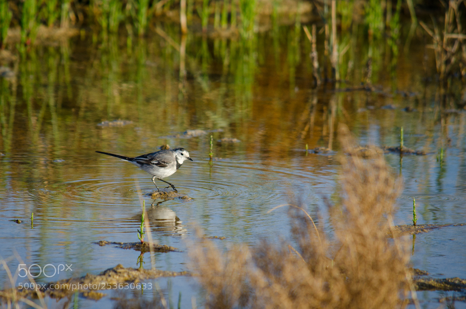 Nikon D7000 sample photo. White wagtail photography