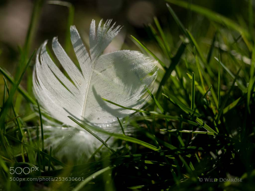 Olympus OM-D E-M1 sample photo. In the grass photography