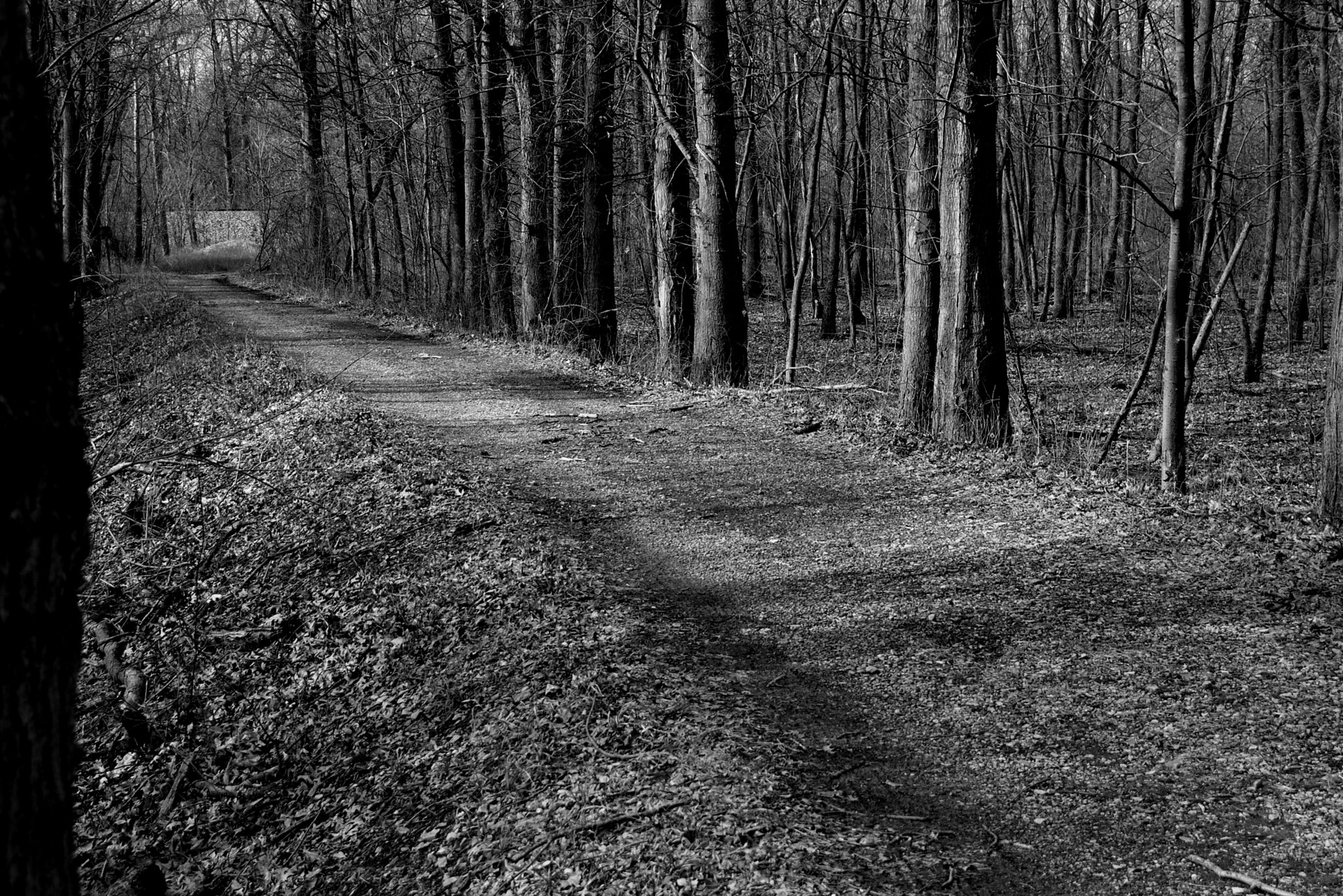 Pentax K100D sample photo. Through the woods photography