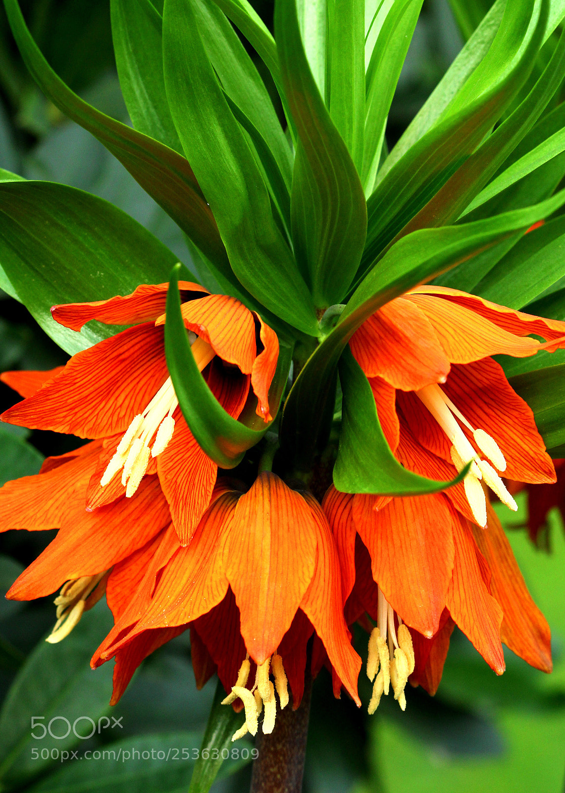 Canon EOS 60D sample photo. Spring photography
