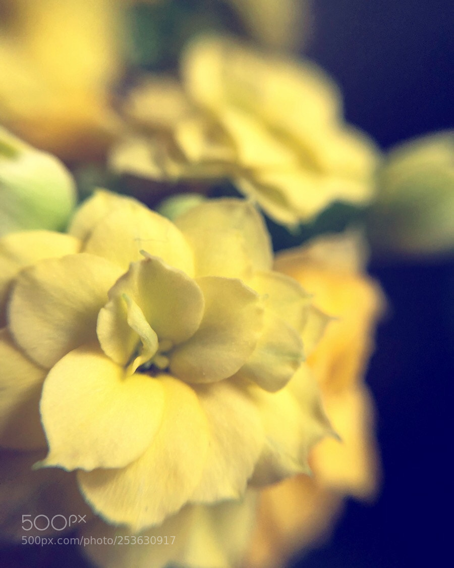 Apple iPhone 8 sample photo. Yellow, my love!  photography